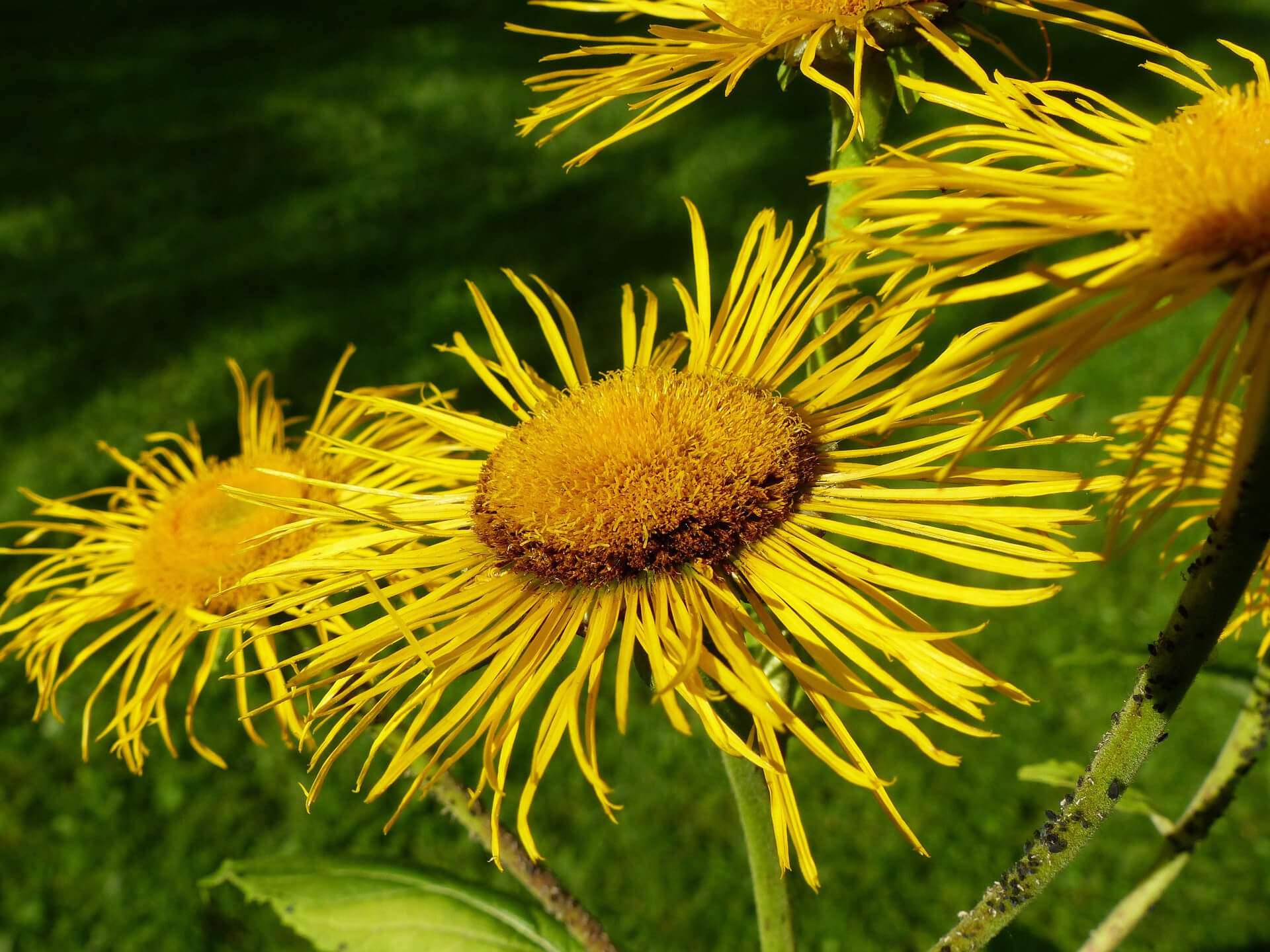 Inula