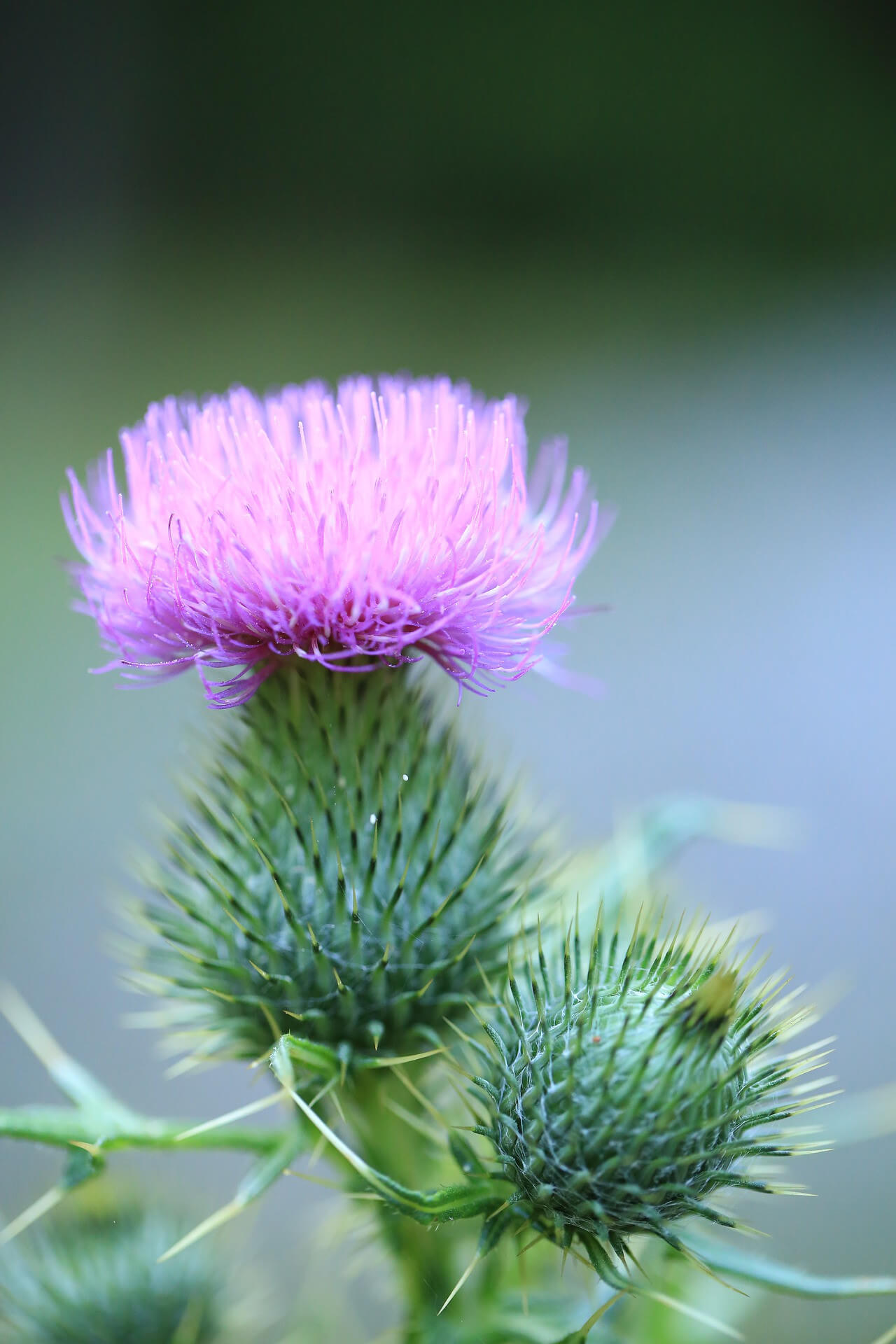 Thistle 