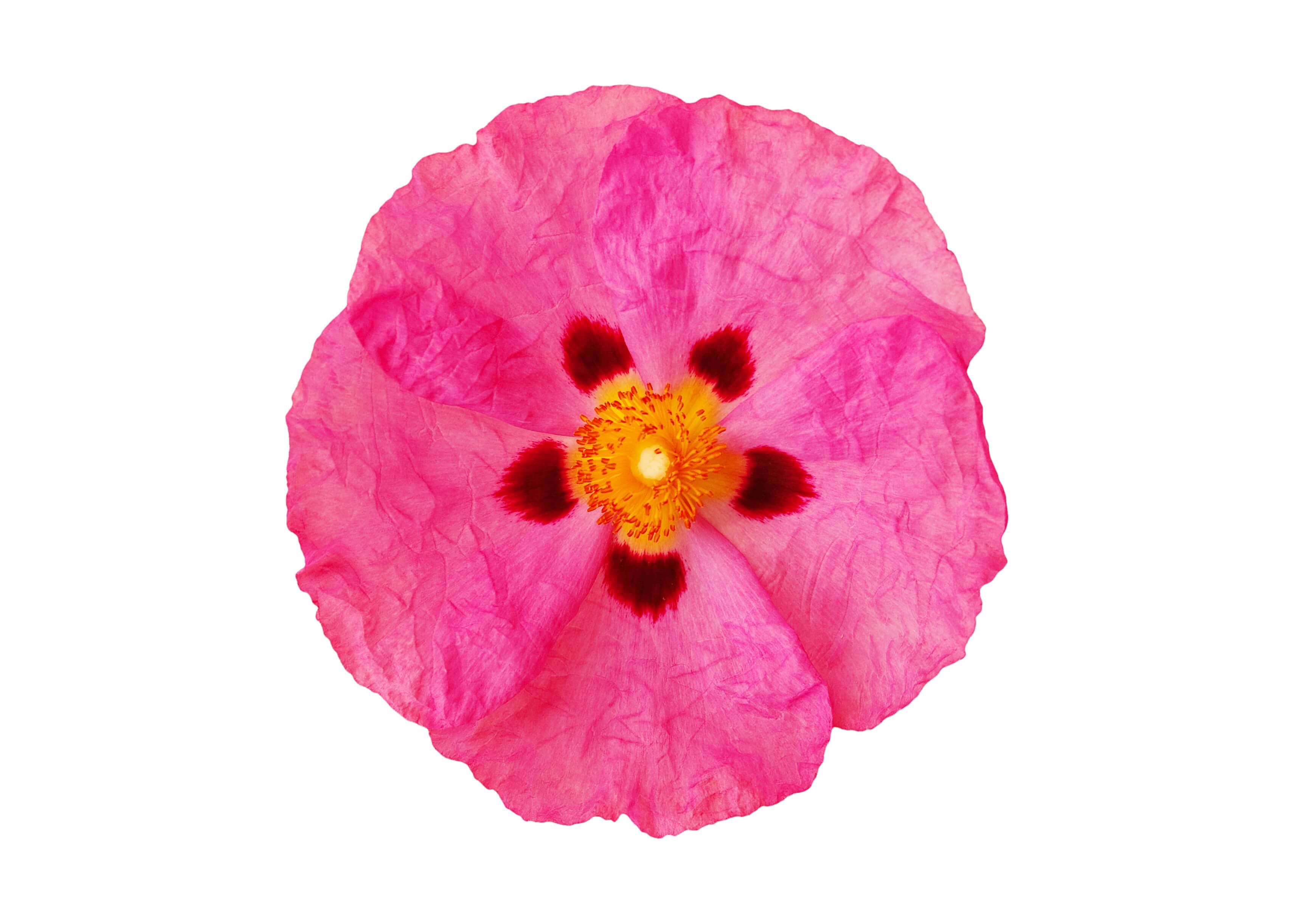 Cistus