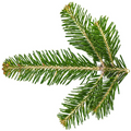 Sapin