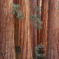 Sequoia