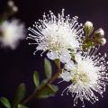 Kunzea