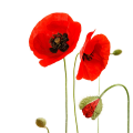 Coquelicot