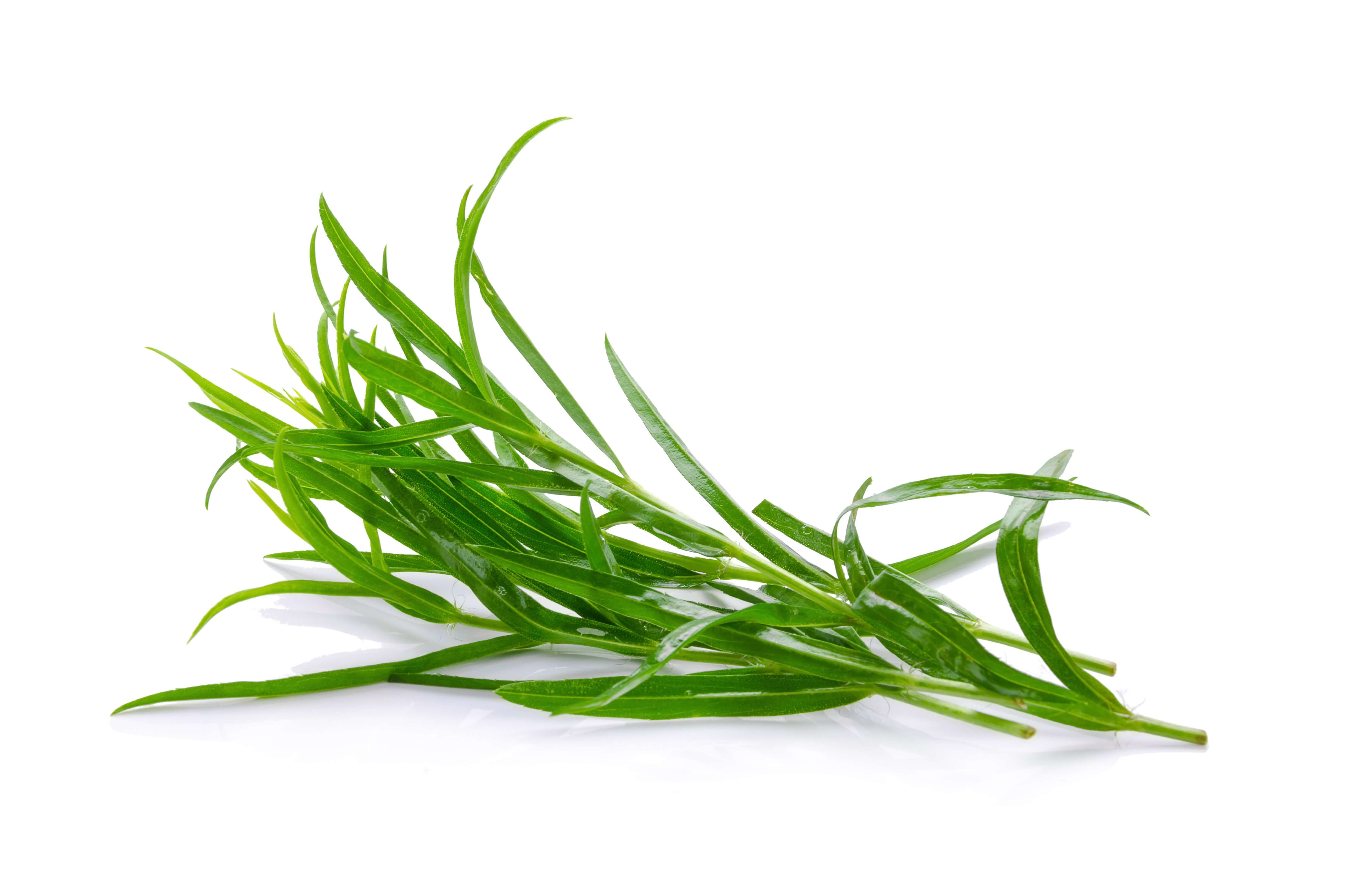 Tarragon