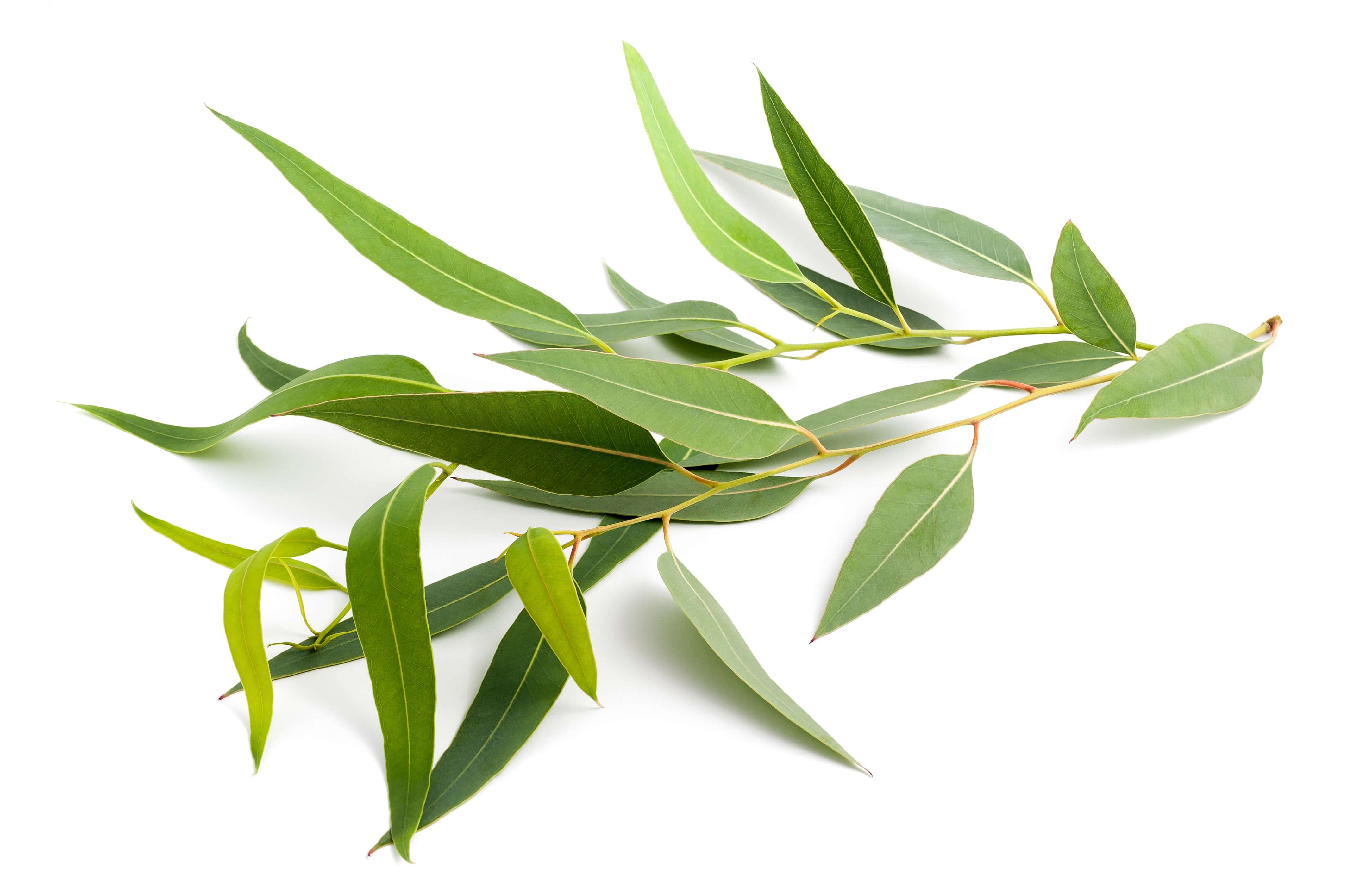 Eucalyptus