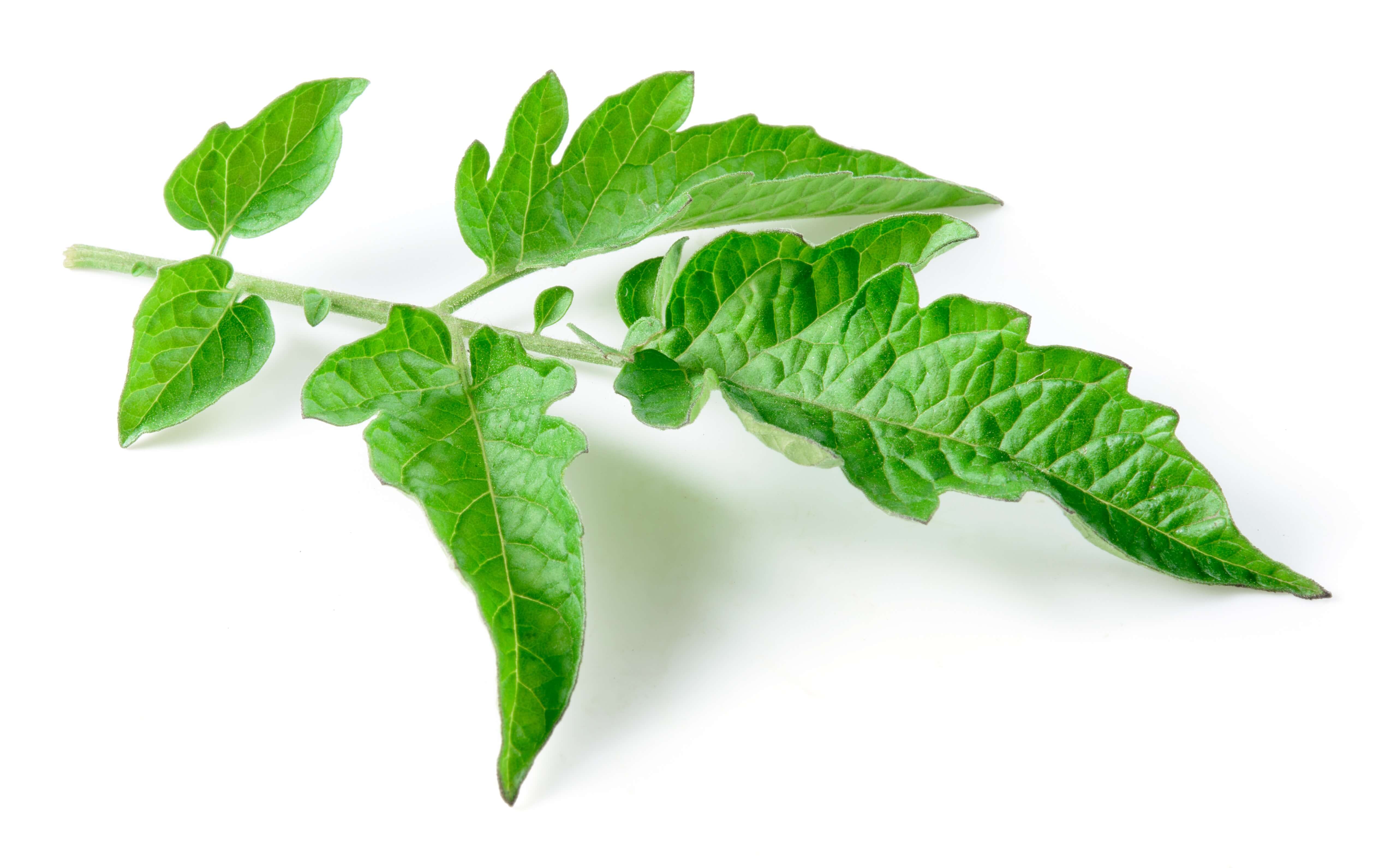 Tomato Leaf