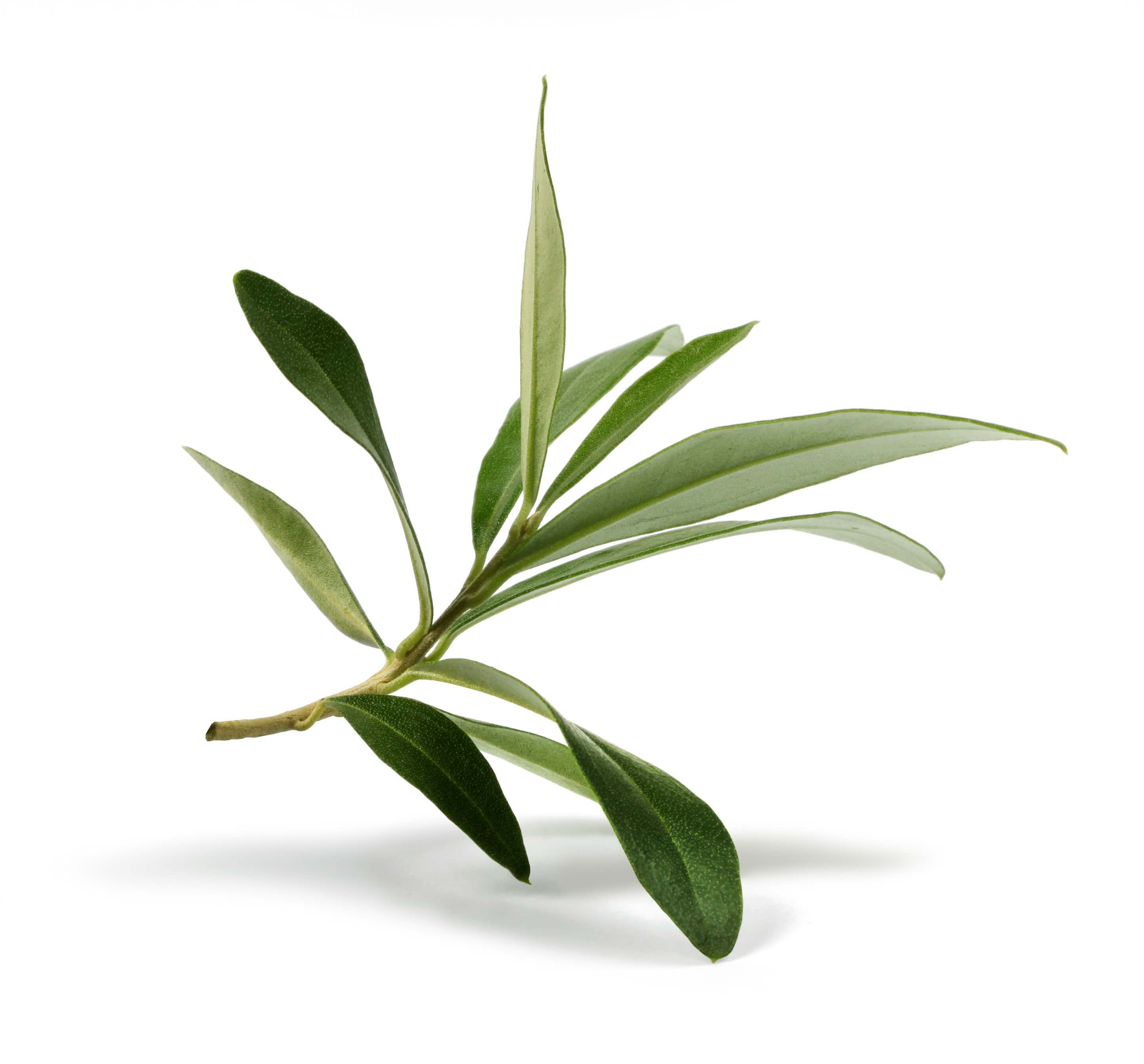 Olive Tree Leaf