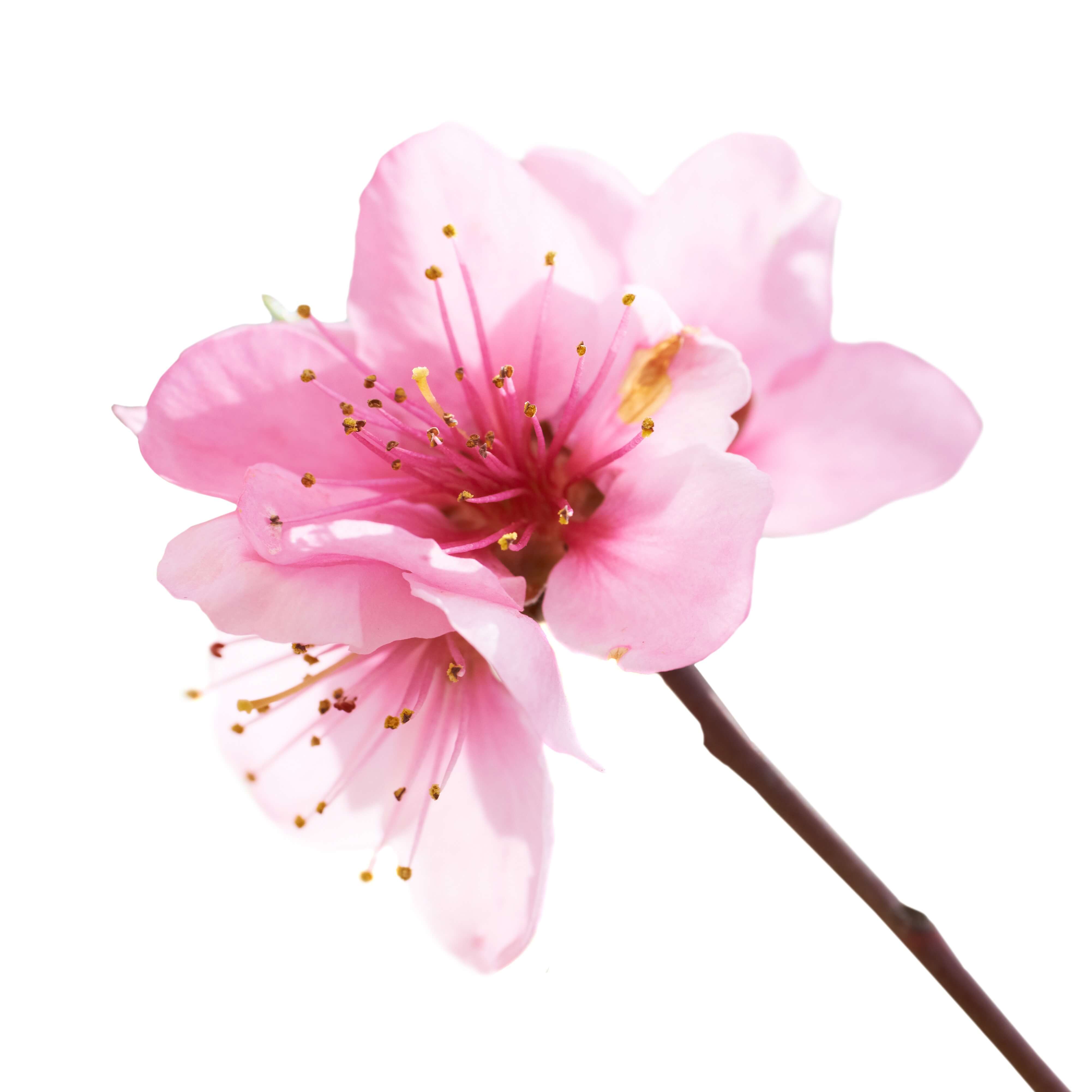 Almond Flower