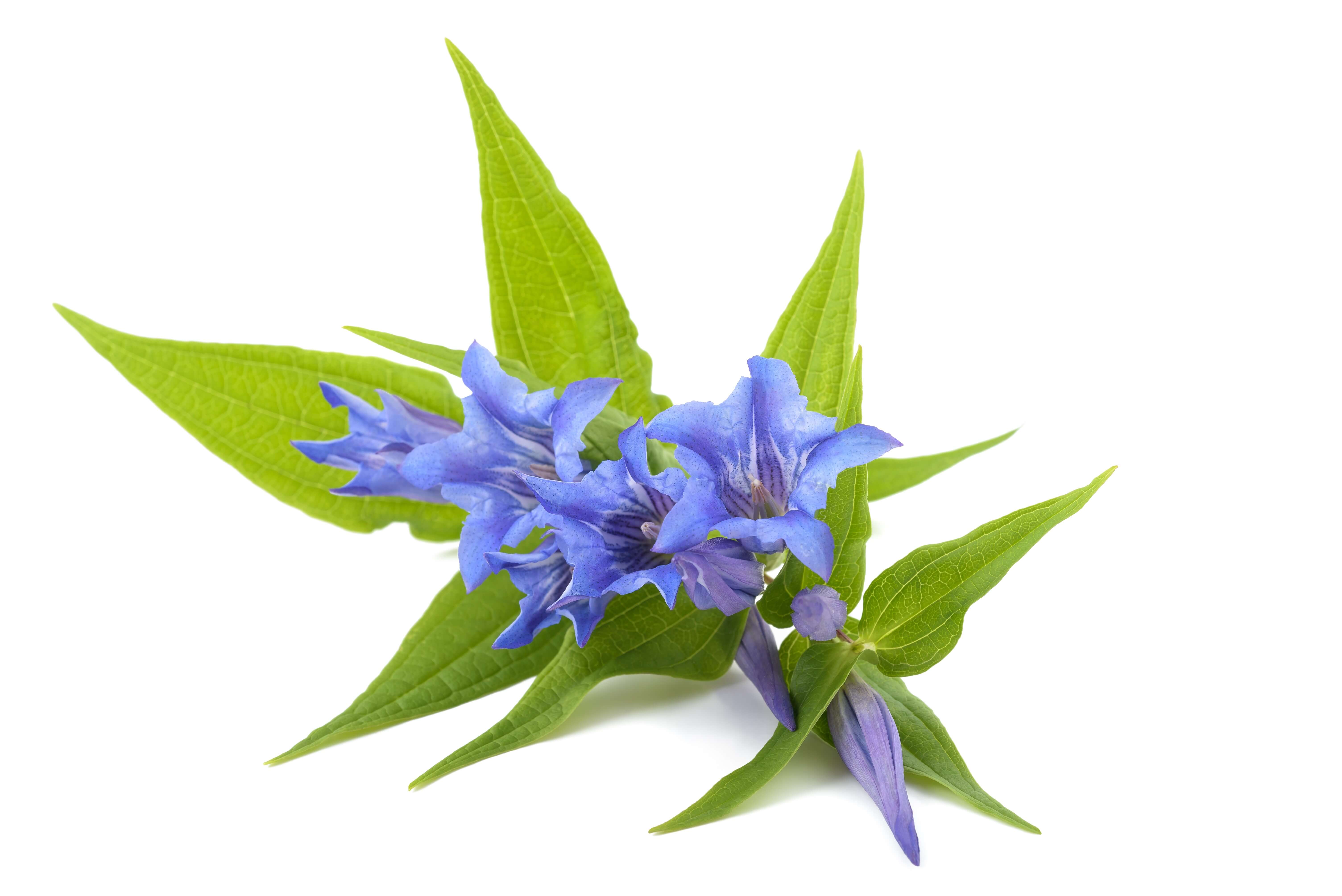 Gentiana