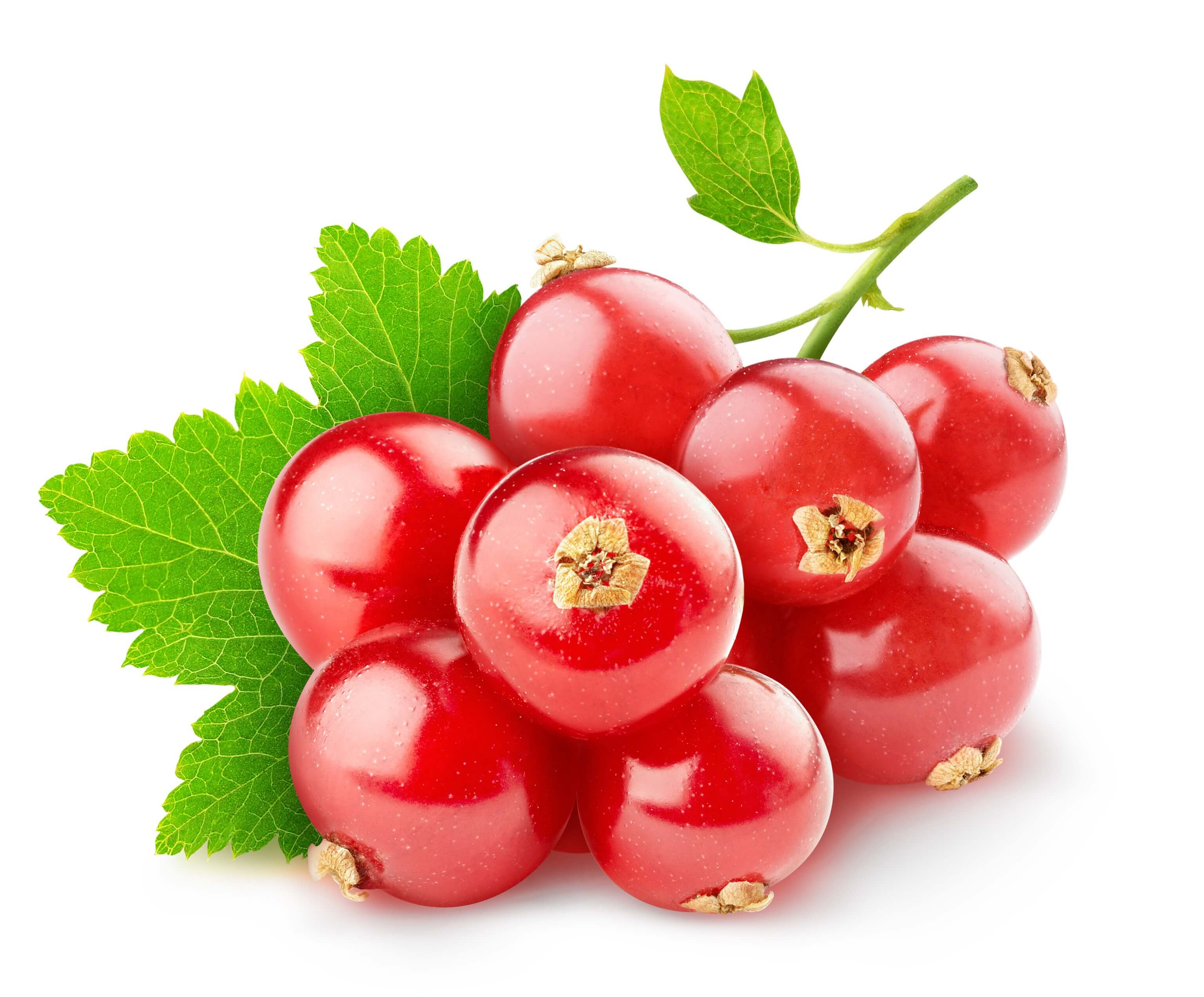 Red Currant