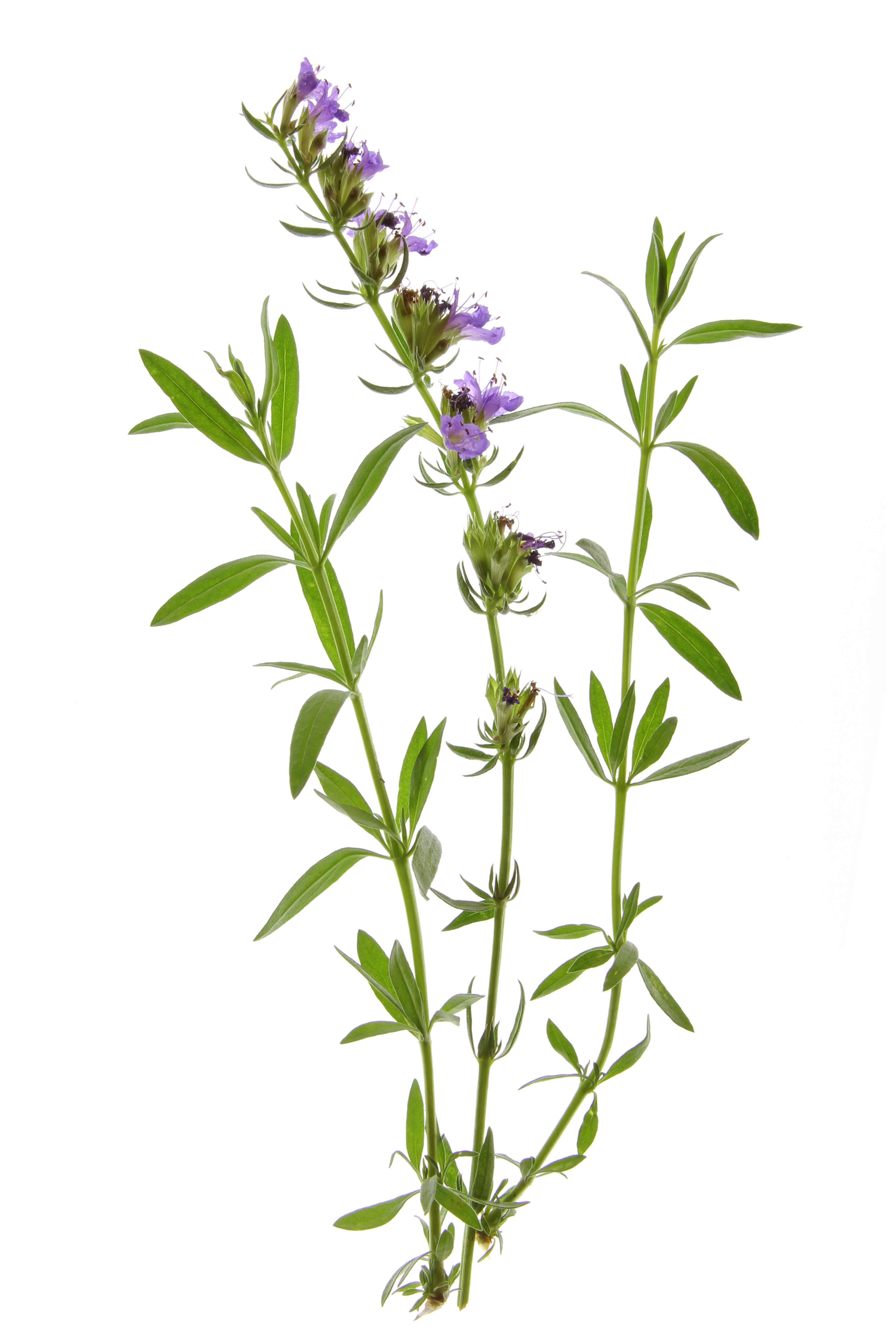 Hyssop