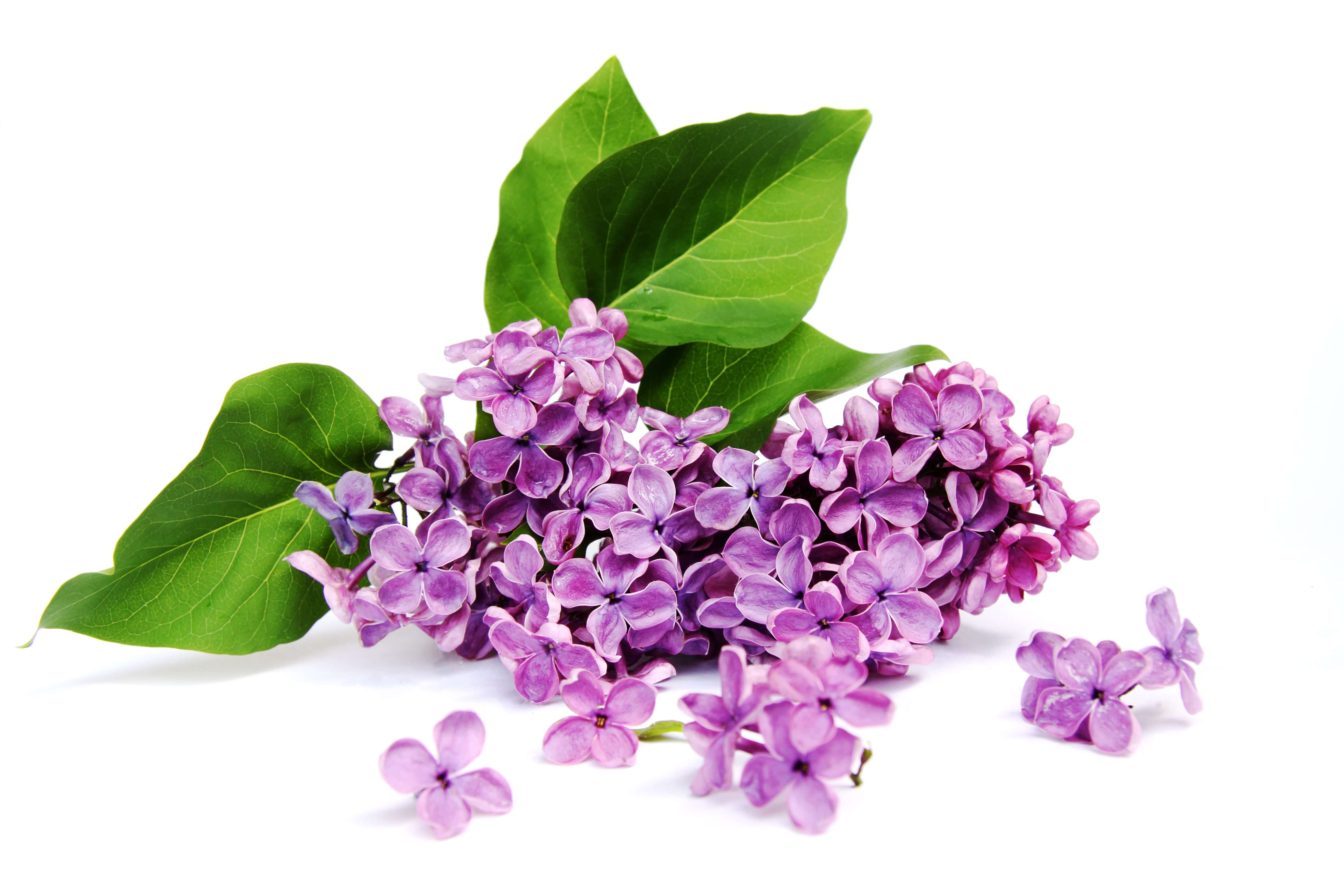 Lilas