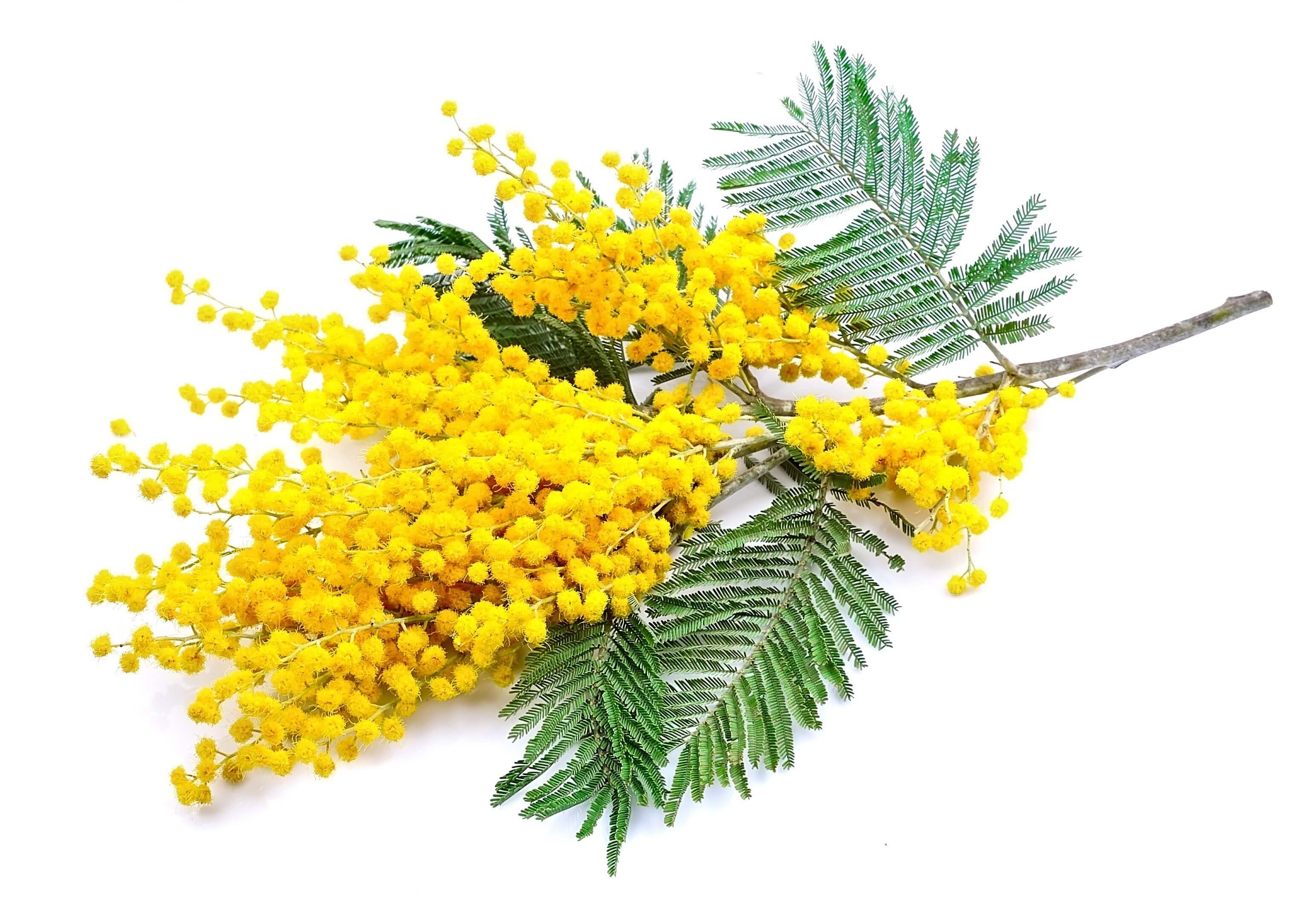 Mimosa