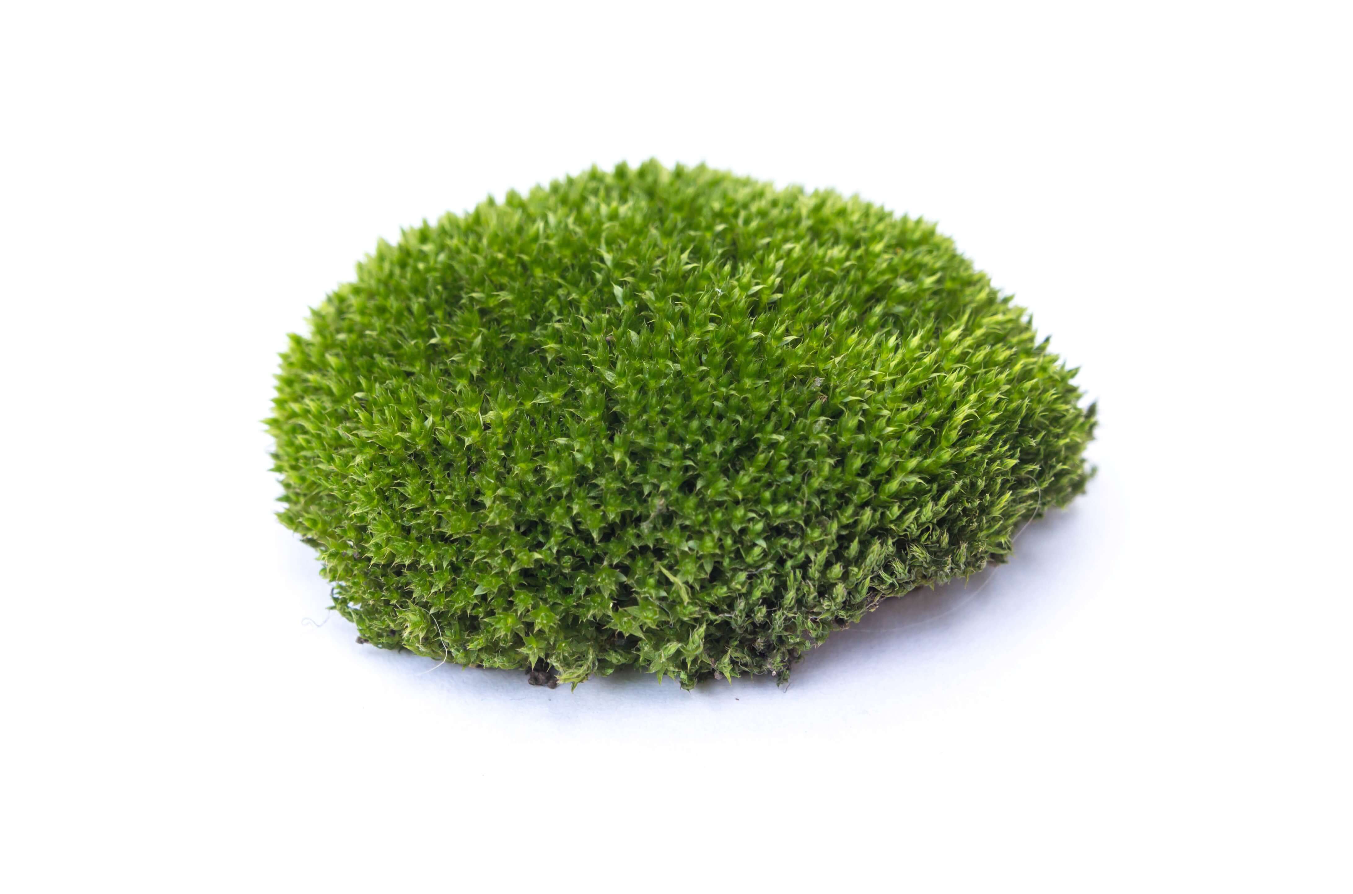 Moss