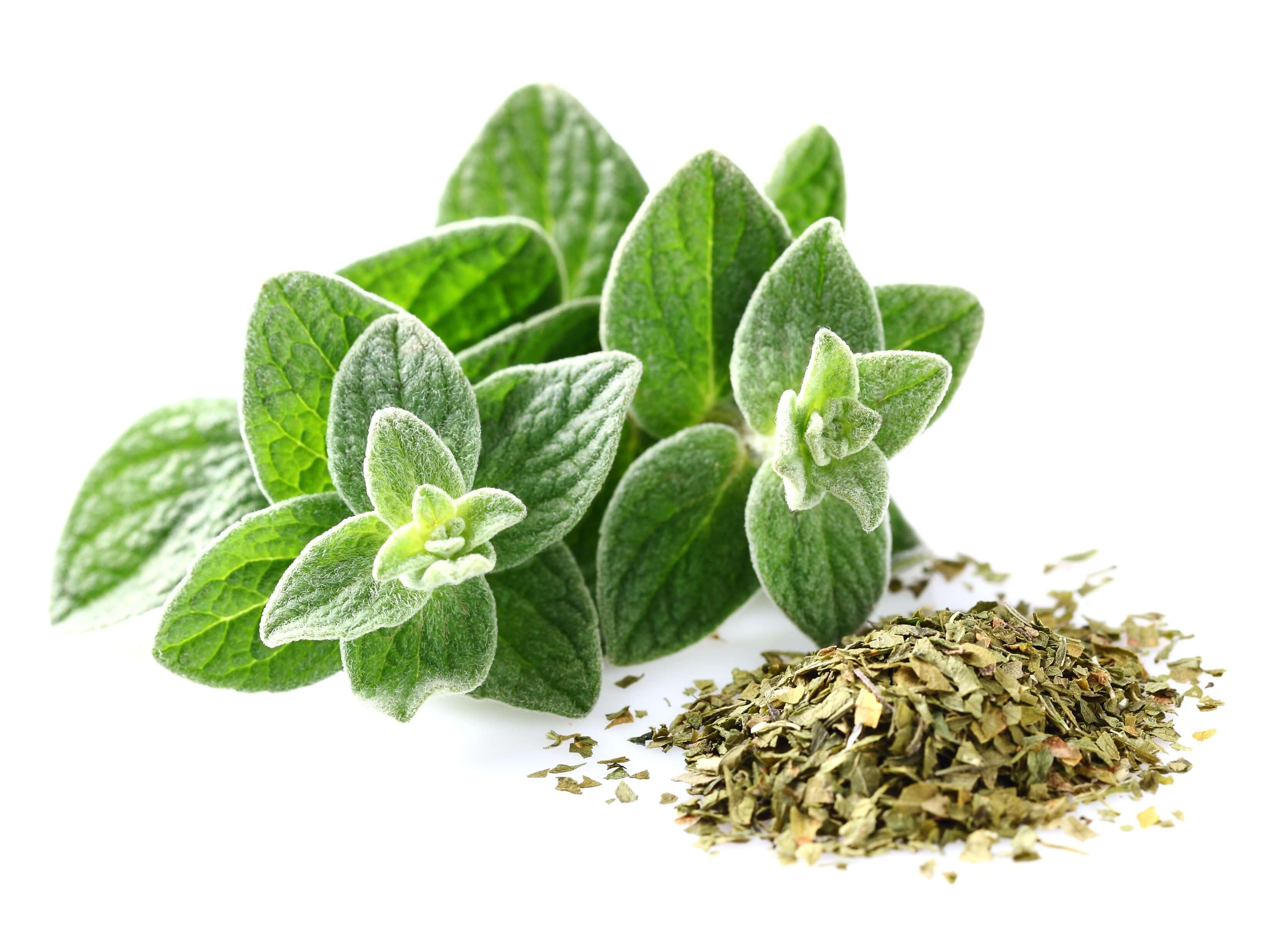 Oregano