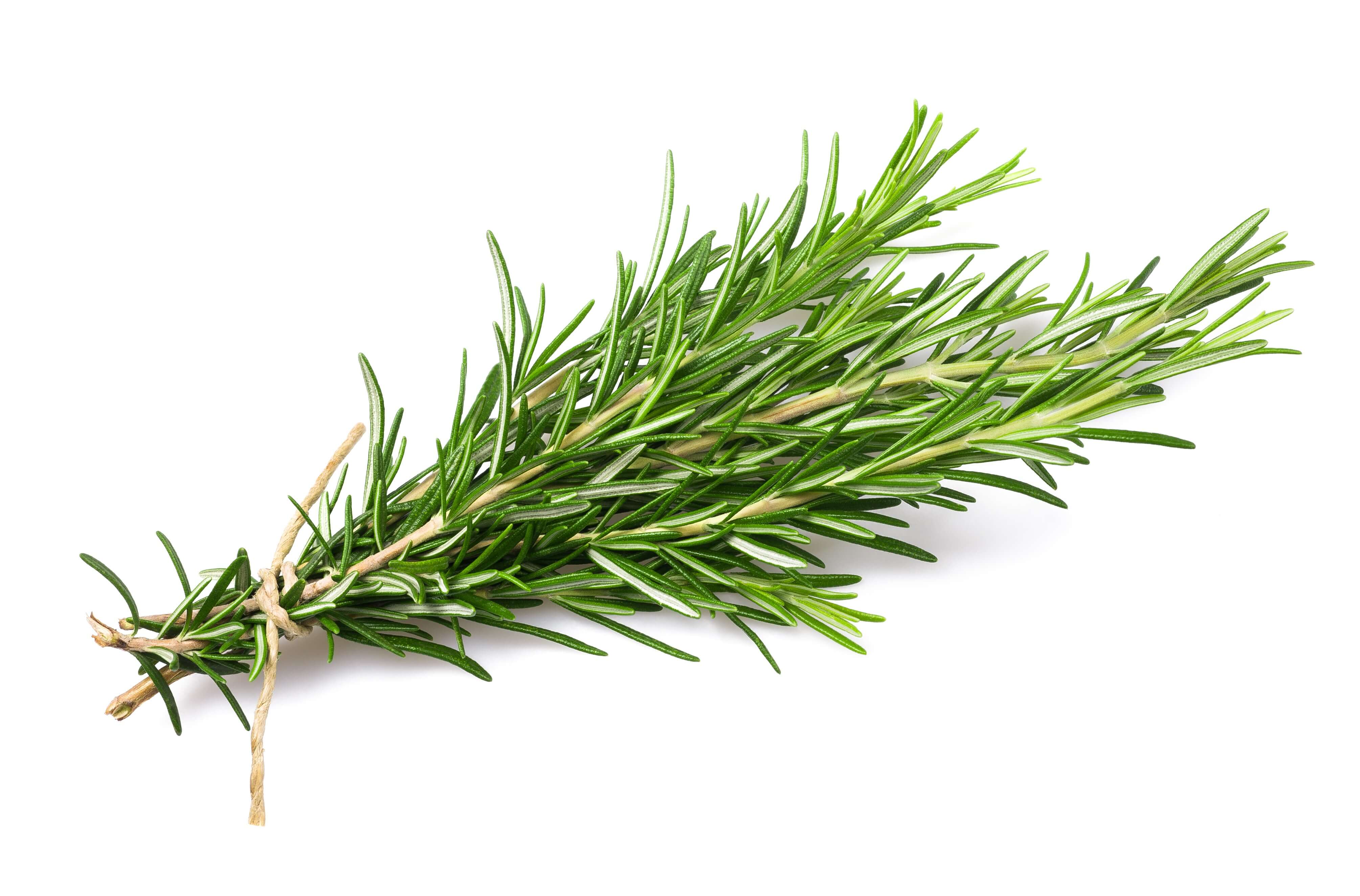 Rosemary