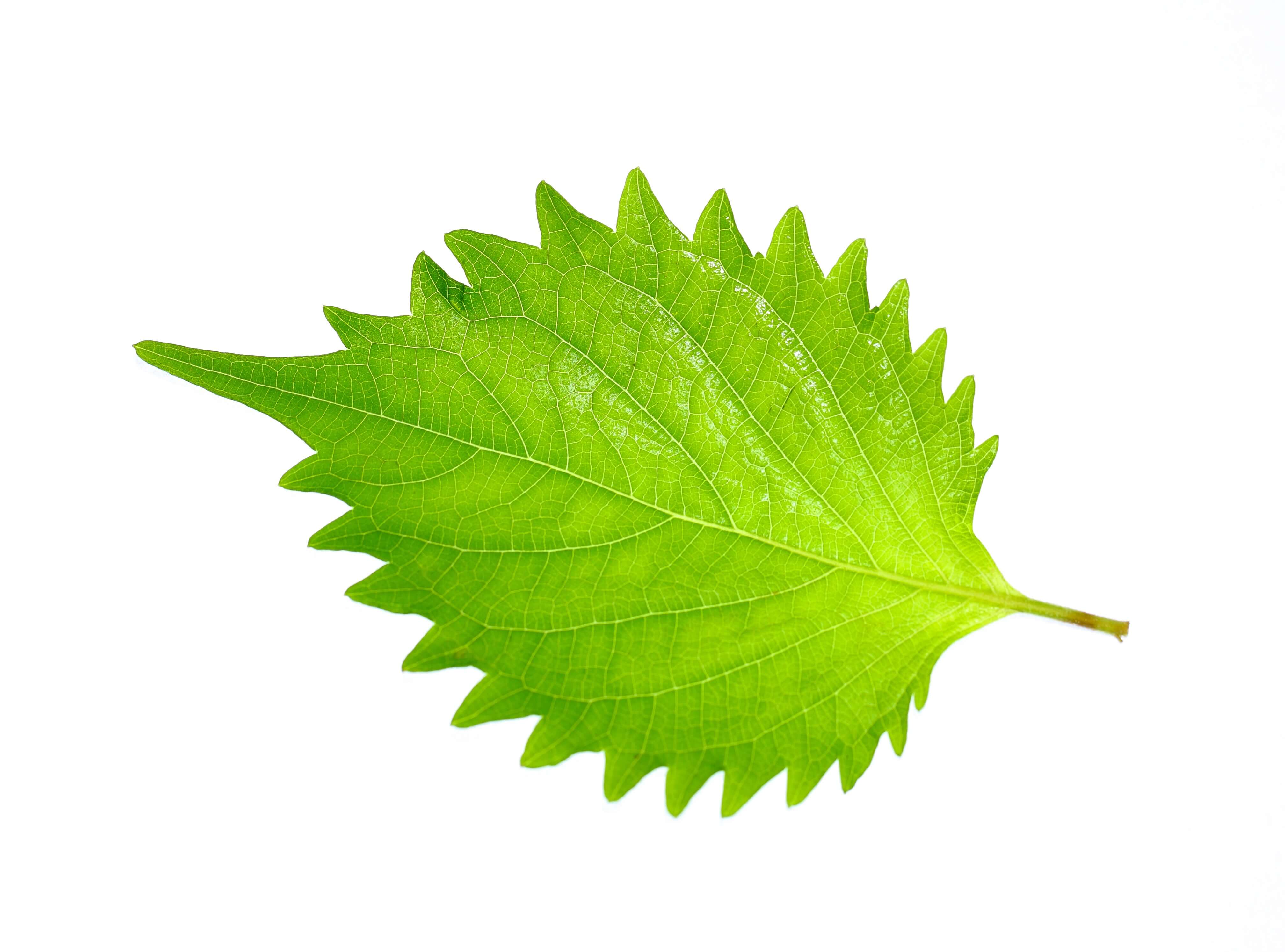 Shiso