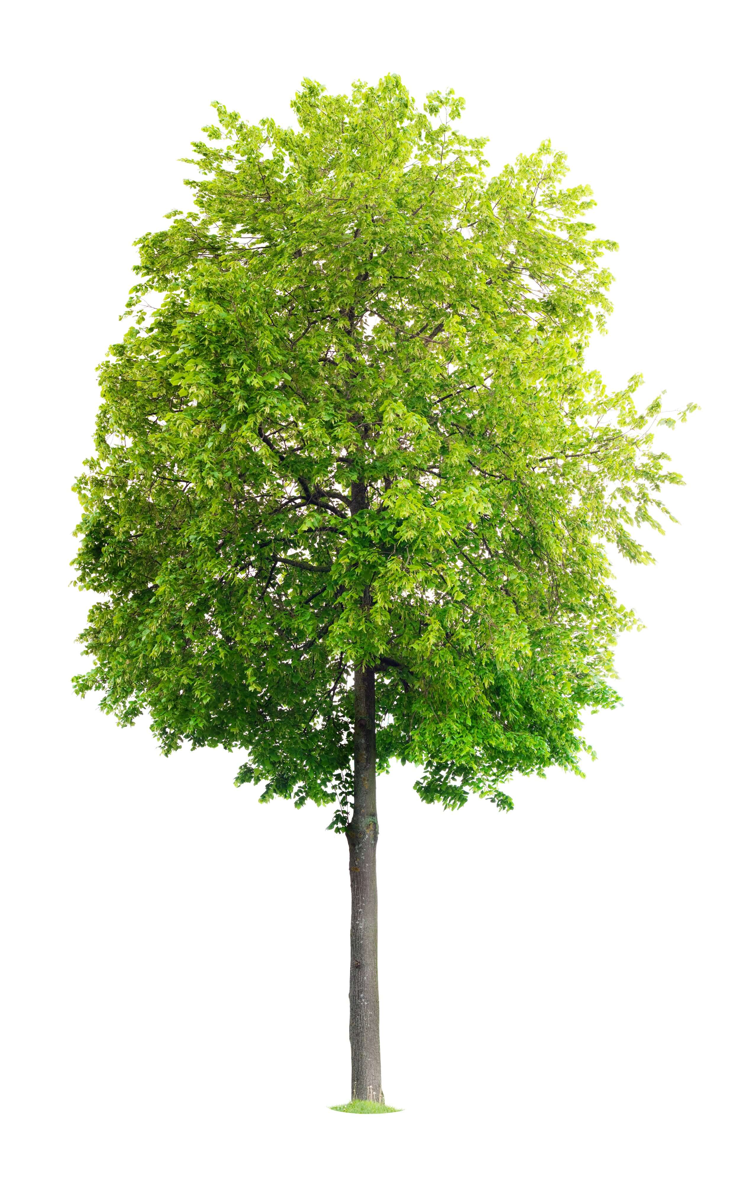 Lime Tree