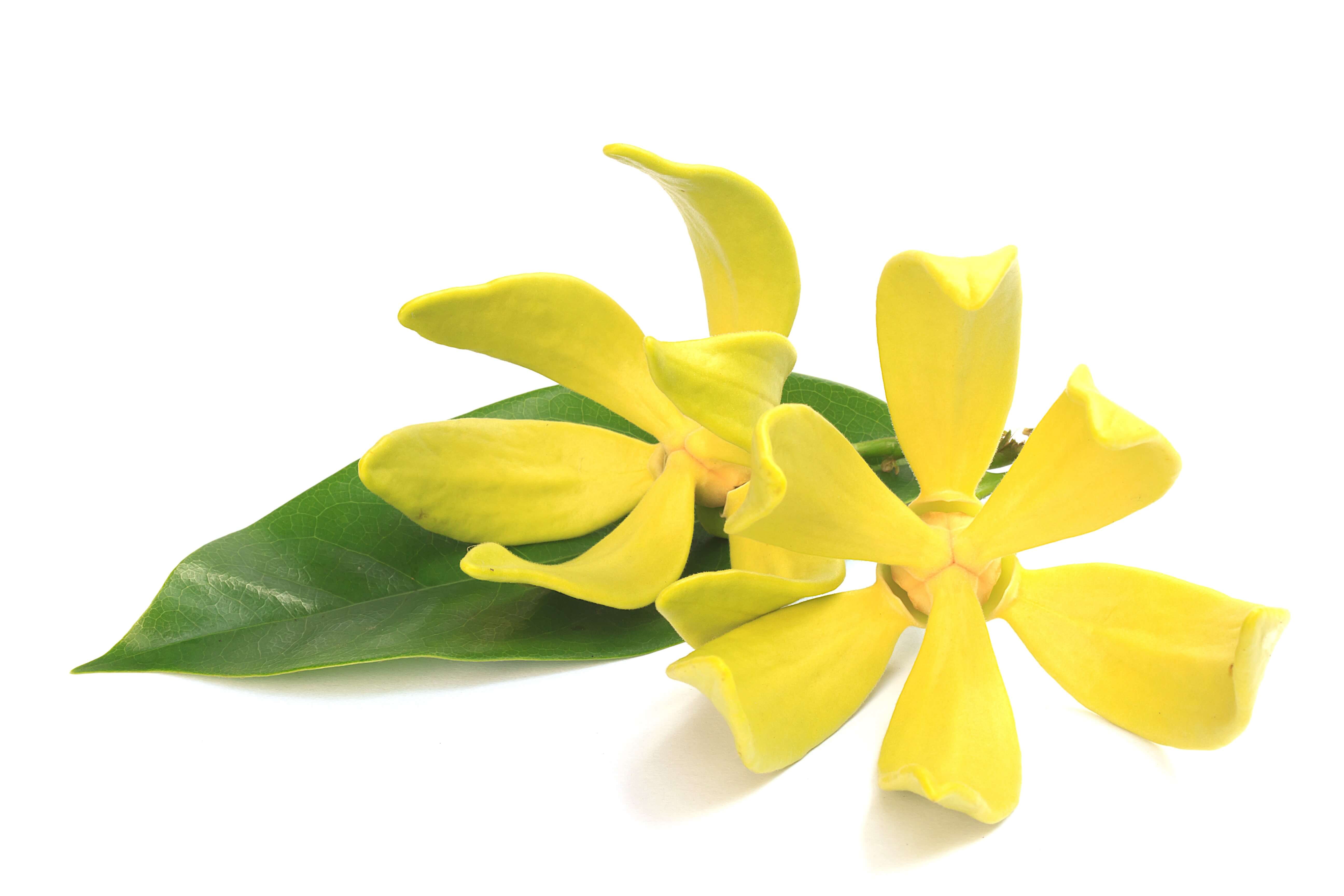 Ylang-Ylang