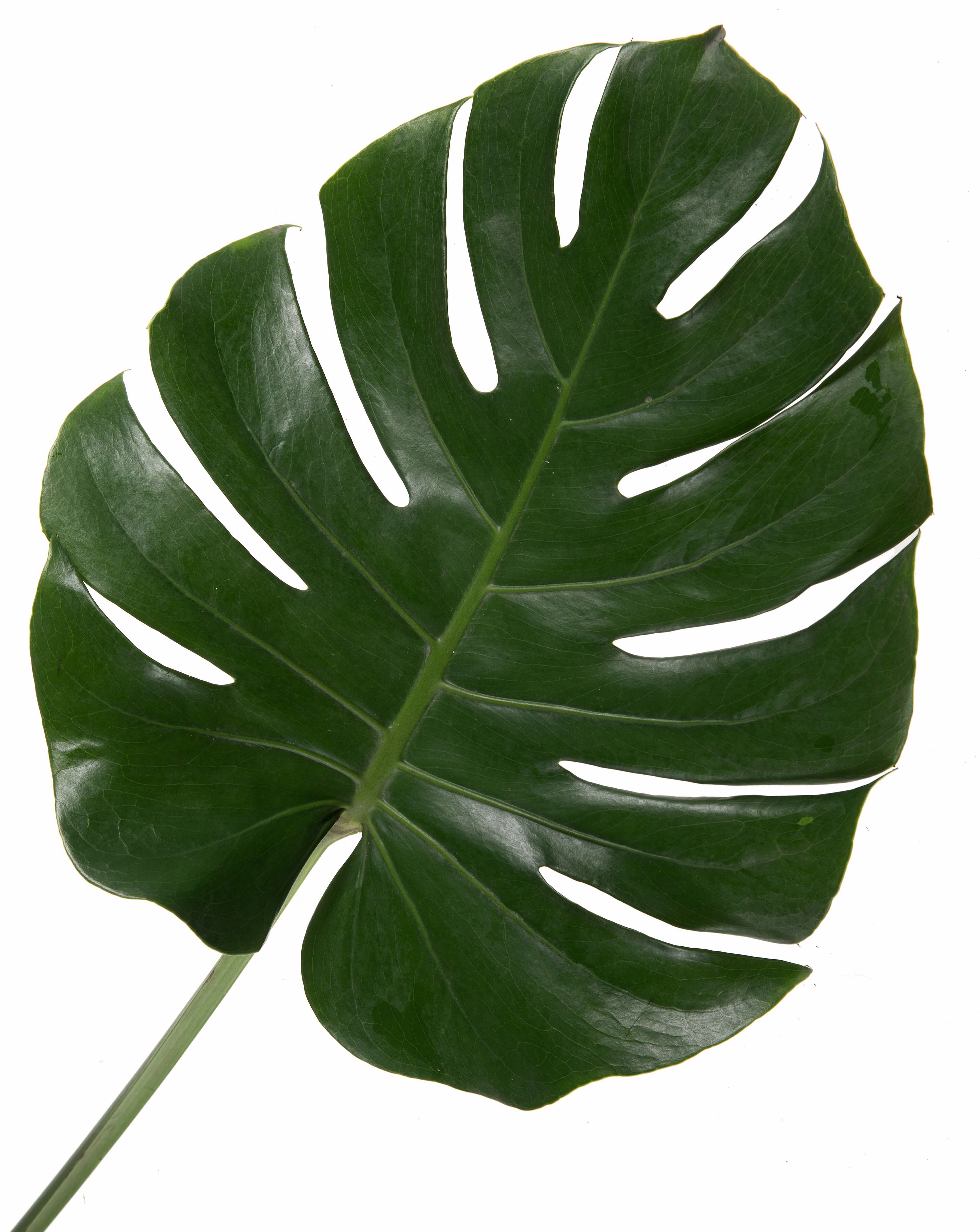 Palm Leaves