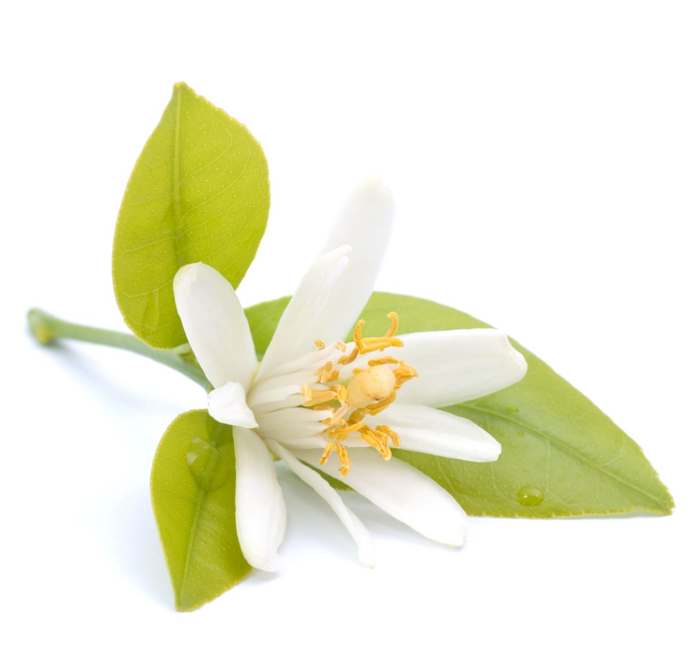 Neroli