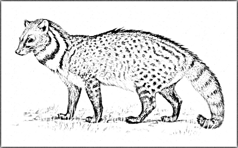 Civet