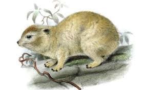 Hyrax