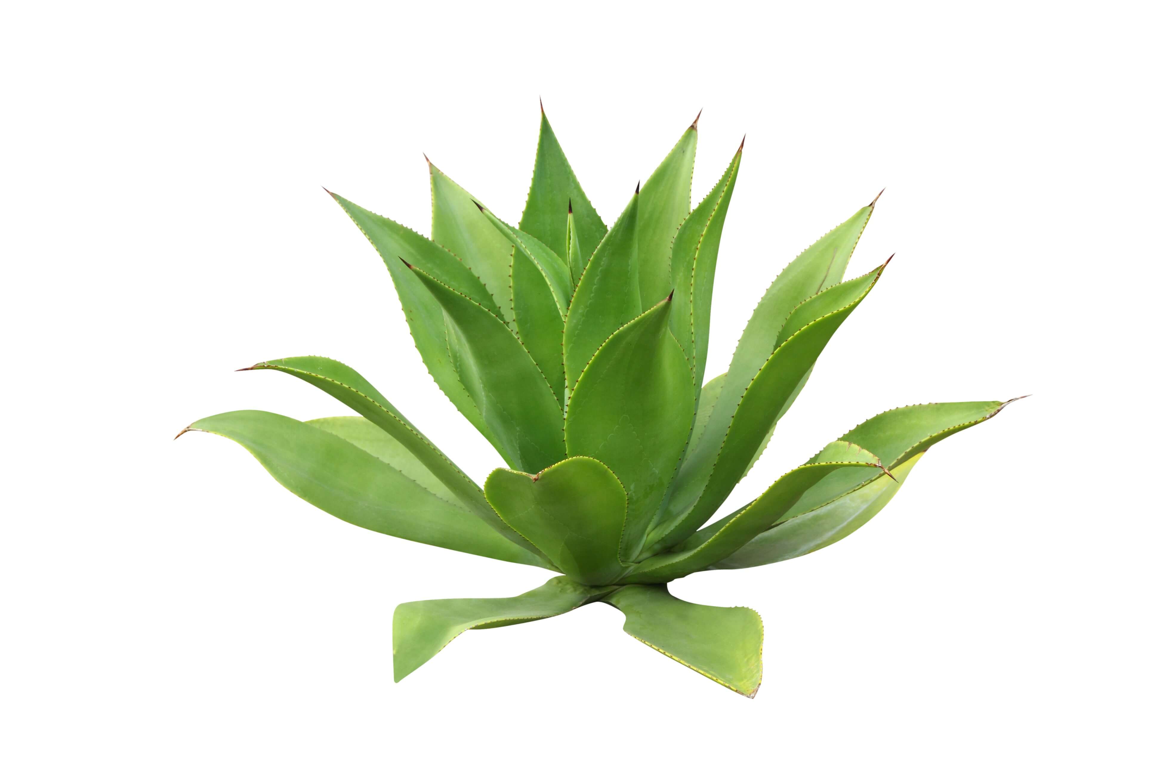 Agave