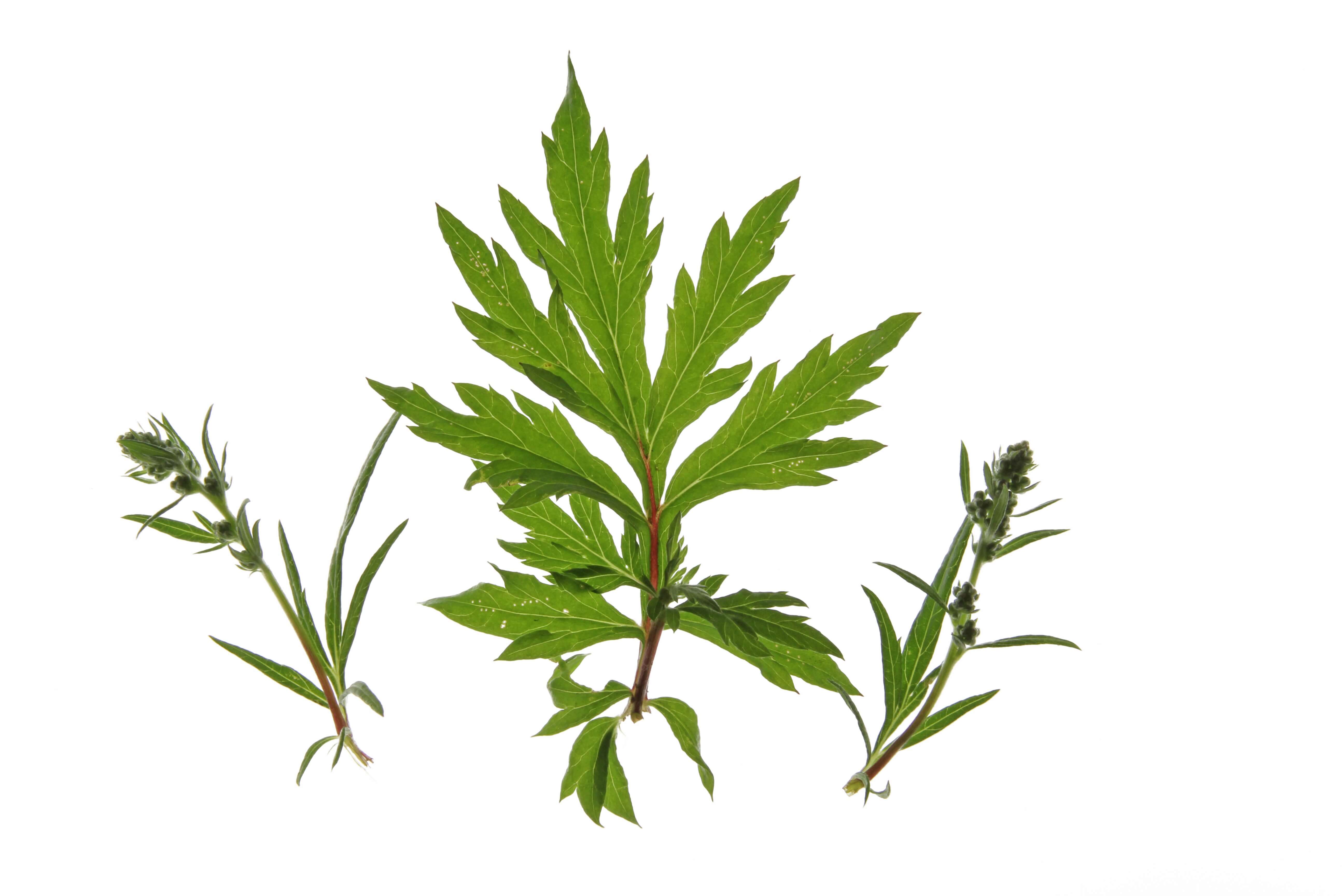 Mugwort