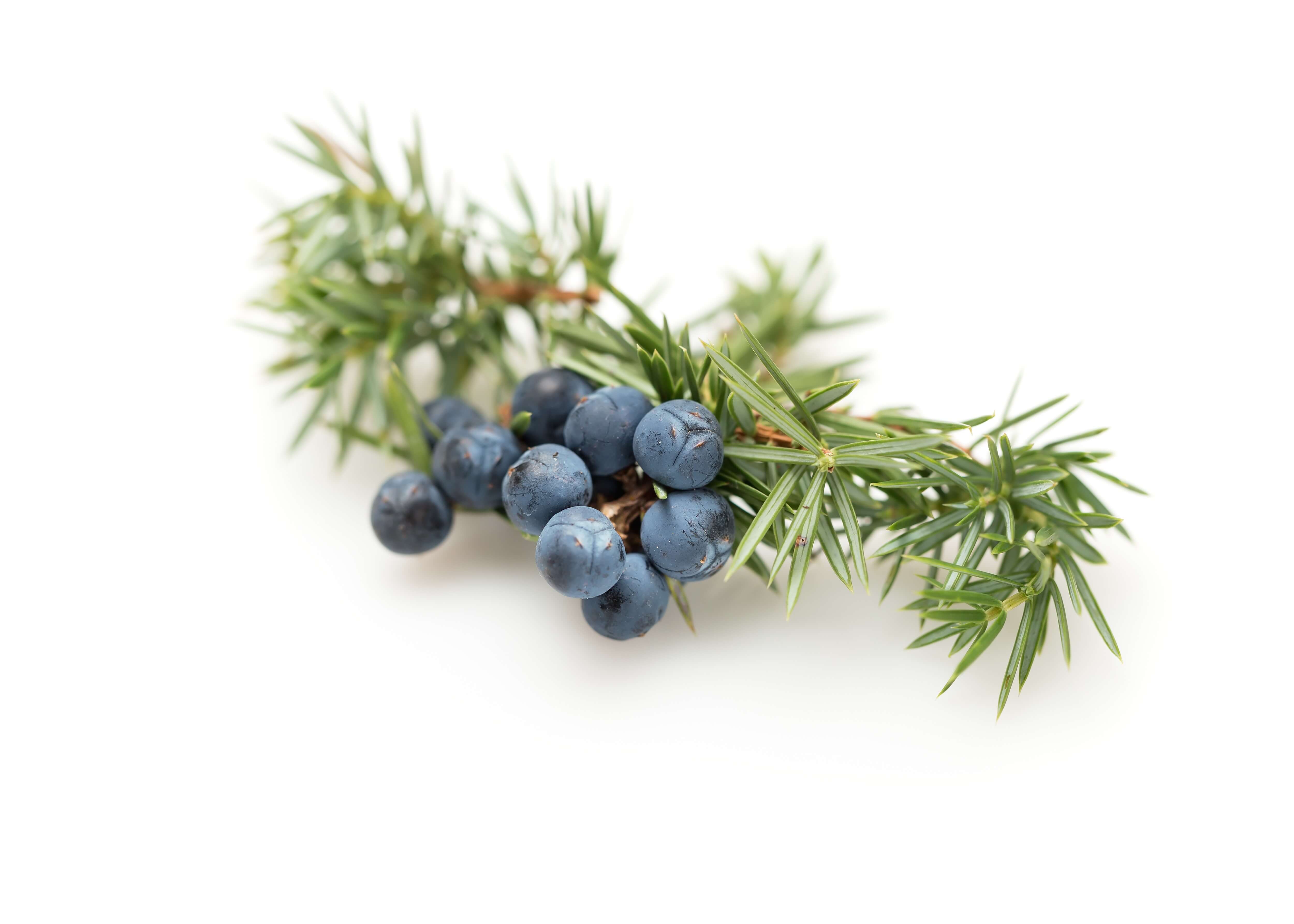 Juniper Berry