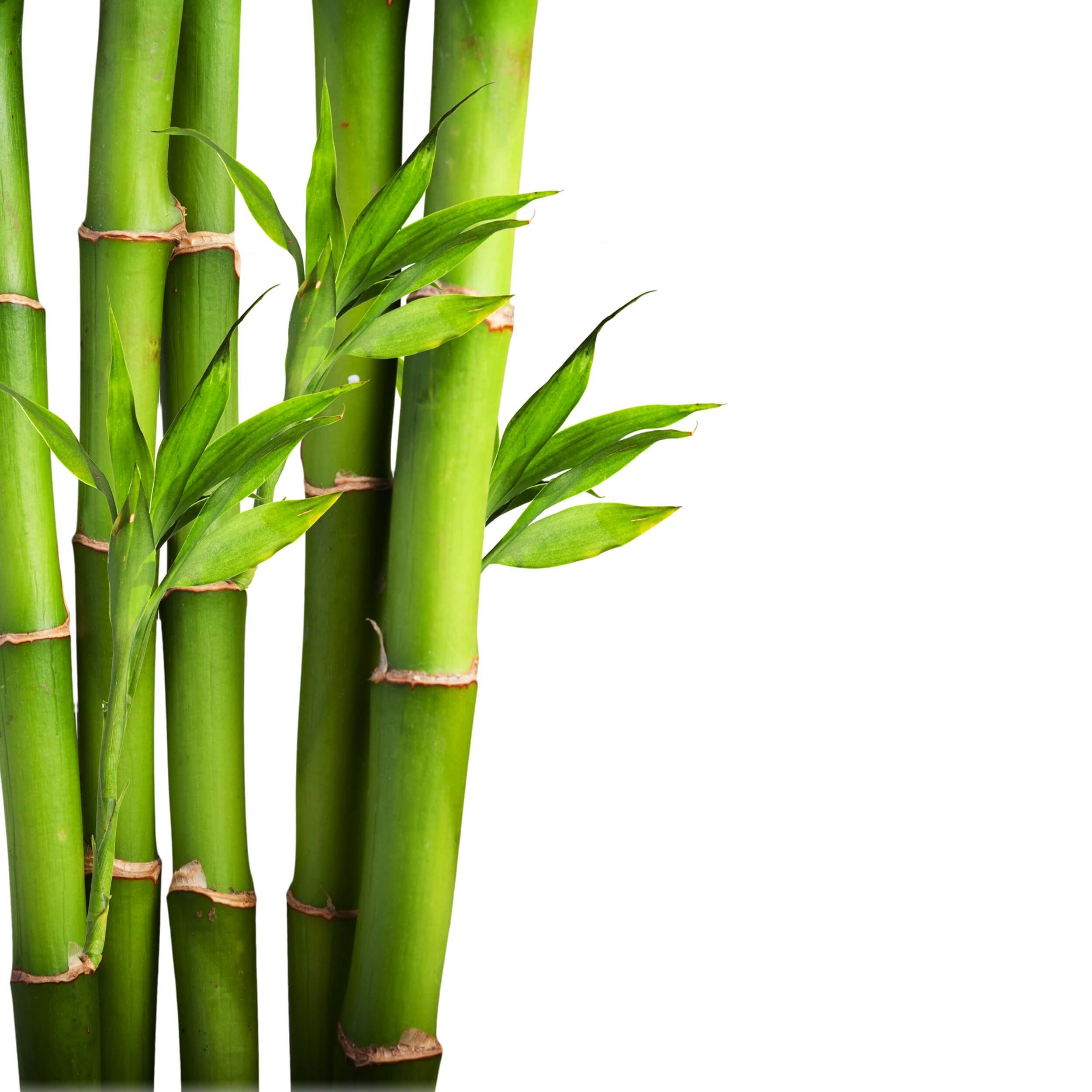 Bamboo